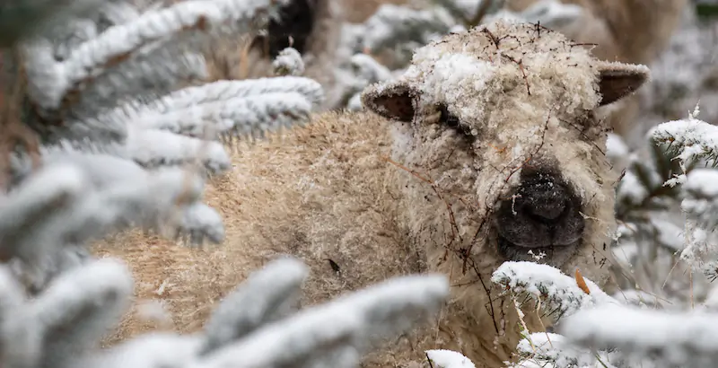 Una pecora di razza Shropshire tra la neve a Gersdorf, Germania
(Daniel Schfer/dpa-Zentralbild/ansa)