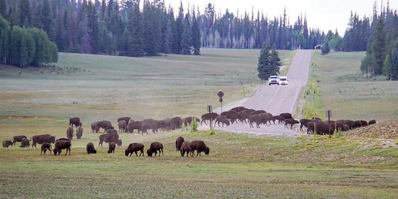 900 bisonti di Yellowstone si potranno cacciare