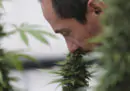 Malta ha legalizzato la cannabis a scopo ricreativo
