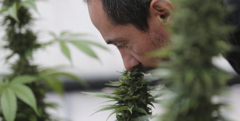 Malta ha legalizzato la cannabis a scopo ricreativo - Il Post