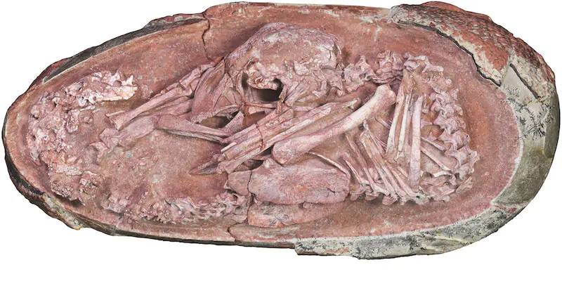 Il fossile di un embrione di dinosauro (iScience/Università di Birmingham e Università delle Geoscienze della Cina)