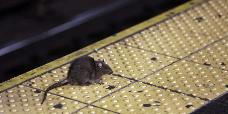 Un topo sulla banchina della metro a Times Square, New York (AP Photo/ Richard Drew, File)