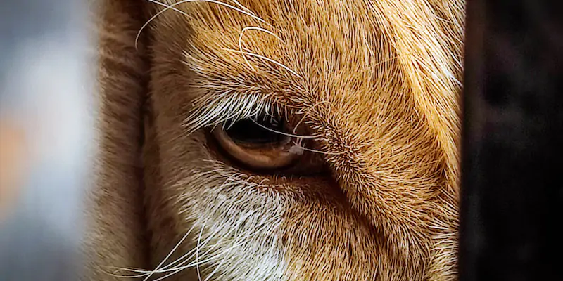 L'occhio di una capra a Katmandu, Nepal
(Sunil Sharma/ZUMA Press/ansa)