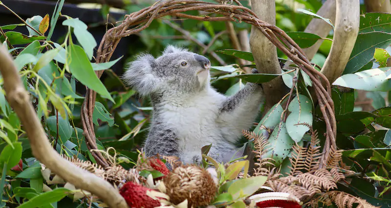 Un koala all'Australian Reptile Park di Somersby, Australia
(ZUMA/ansa)