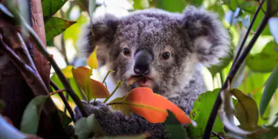 L'Australia ha inserito i koala tra le specie a rischio