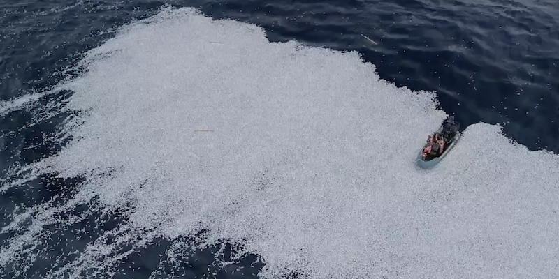 Des dizaines de milliers de poissons morts ont fini dans la mer au large des côtes françaises