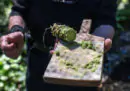 Le colture di wasabi non se la passano bene