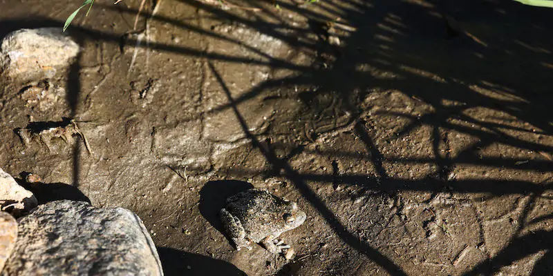 Un rospo vicino al fiume Coyote Creek nel parco statale del deserto di Anza-Borrego, vicino a Borrego Springs, in California. Il parco è minacciato dal cambiamento climatico, e negli anni la sua vegetazione è diminuita insieme a quella del deserto del Colorado, di cui fa parte
(Mario Tama/Getty Images)