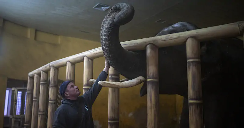 Un custode accarezza un elefante allo zoo di Kiev, Ucraina
(AP Photo/Emilio Morenatti)