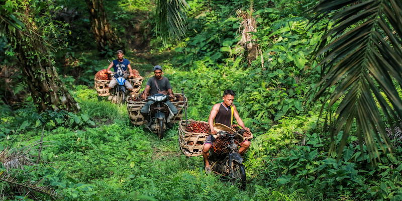 Indonesia prohibirá las exportaciones de aceite de palma