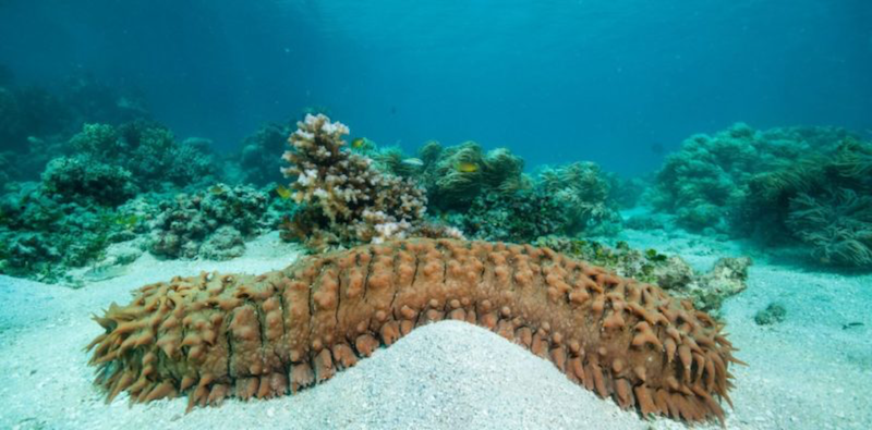 Una oloturia, o cetriolo di mare (Foto Marevivo)