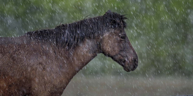 Un cavallo sotto la pioggia a Wehrheim vicino a Francoforte sul Meno, Germania
(AP Photo/Michael Probst)