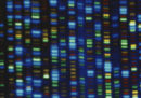 È stato sequenziato per intero un genoma umano