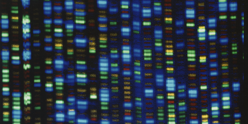 Parte di un'immagine di un DNA umano restituita da un sequenziatore (National Human Genome Research Institute via AP, La Presse)