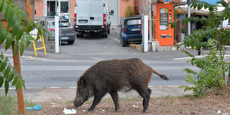 Un cinghiale a Roma (LaPresse - Daniele Leone)