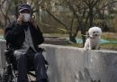 A Pechino non piacciono i cani grandi