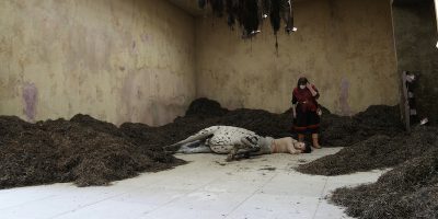 Quest’anno alla Biennale di Venezia