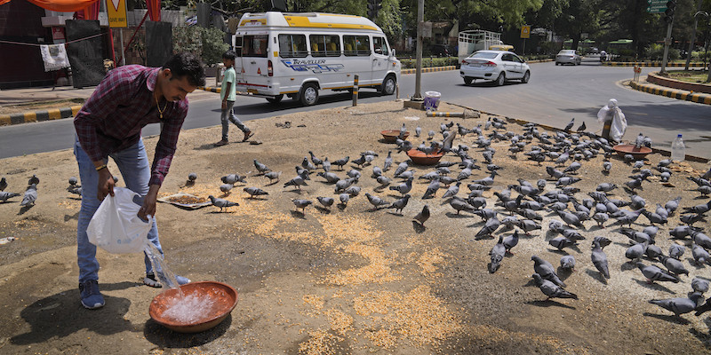 Un uomo versa dell'acqua per gli uccelli (AP Photo/ Manish Swarup)