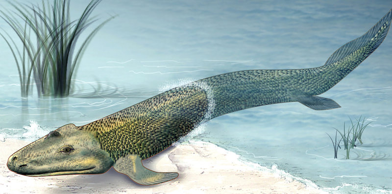 Un esemplare di Tiktaalik (National Science Foundation)