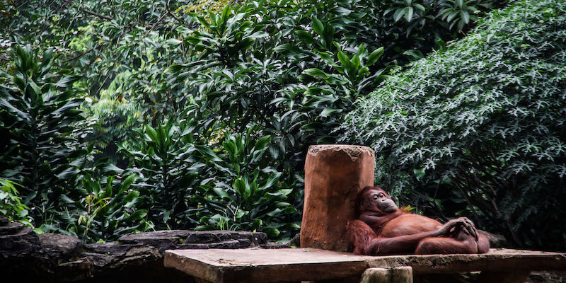 Un orango di Sumatra allo zoo di Bandung, Indonesia 
(Algi Febri Sugita/ZUMA Press Wire)