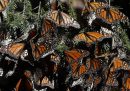 Il ritorno delle farfalle monarca in Messico