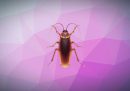 Gli scarafaggi non fanno più sesso come una volta