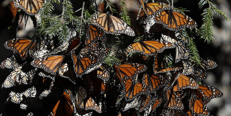 (AP Photo/ Rebecca Blackwell)