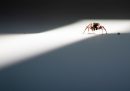 Perché non dovremmo uccidere i ragni
