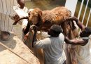 15mila pecore sono annegate in una nave in Sudan