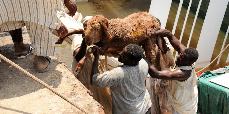 15mila pecore sono annegate in una nave in Sudan