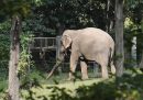 Questa elefantessa dello zoo del Bronx non sarà considerata una "persona" per la legge
