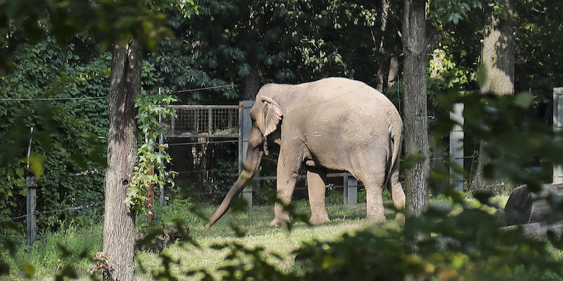 L'elefantessa Happy nel suo spazio nello zoo del Bronx, a New York, il 2 ottobre 2018 (AP Photo/Bebeto Matthews, La Presse)