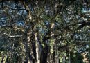 Dove sono gli alberi monumentali in Italia