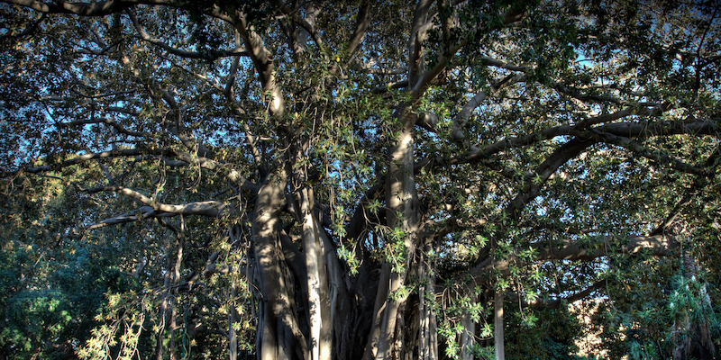 Il fico magnolioide di piazza Marina, a Palermo (Carlo Columba/Wikimedia)