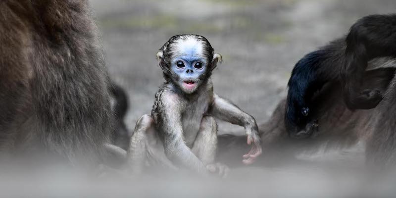 Weekly Beasts di sabato 18 giugno 2022