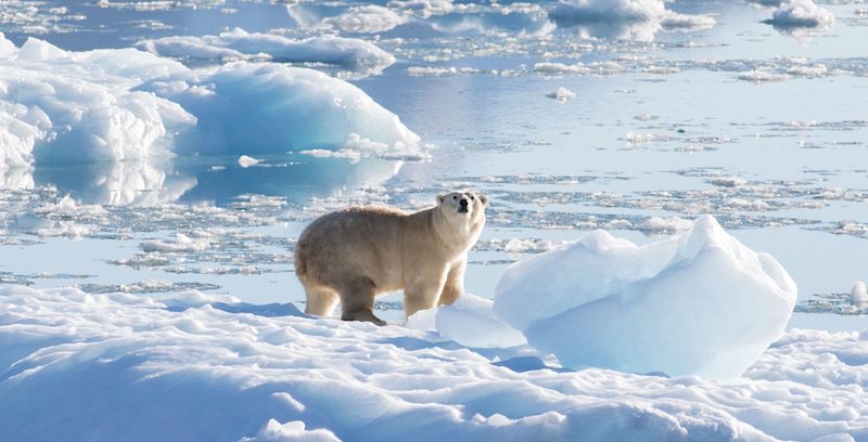 Un orso polare tra i ghiacci nella Groenlandia sudorientale nel 2016 (Thomas W. Johansen/NASA Oceans Melting Greenland)