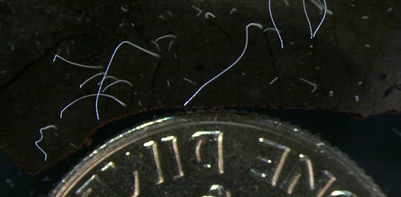 Esemplari di T. magnifica e una moneta da 10 centesimi di dollaro come scala di riferimento (Tomas Tyml/Lawrence Berkeley National Laboratory)