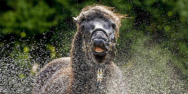 Un cavallo lavato a Wehrheim, vicino a Francoforte, Germania
(AP Photo/Michael Probst)