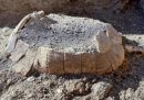 La testuggine trovata negli scavi di Pompei