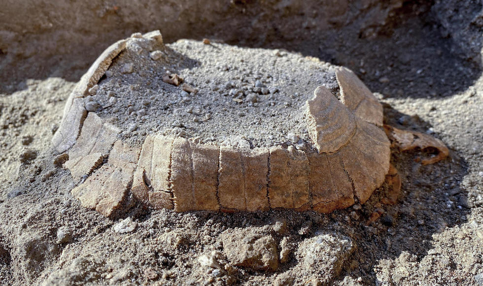 La tartaruga di terra col suo uovo mai deposto, ritrovato a Pompei, 24 giugno 2022. Gli archeologi l'hanno trovata sotto il pavimento di una bottega dove si stanno indagando i resti di una casa rasa al suolo dopo il terremoto del 62 d.C.. ANSA/CIRO FUSCO