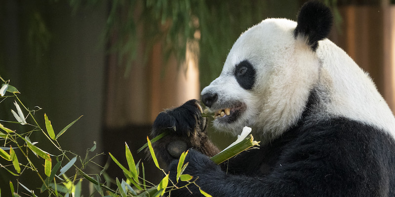 La panda Mei Xiang dello Smithsonian National Zoo di Washington mangia del bambù, il 20 maggio 2021 (Drew Angerer/Getty Images)
