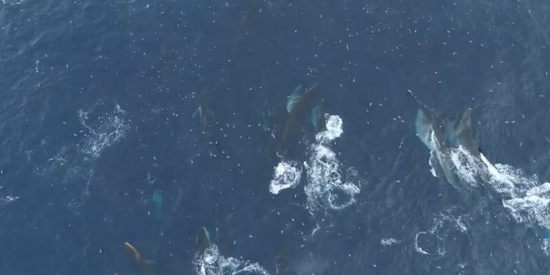 Fermo-immagine di un video in un cui un gruppo di balenottere comuni mangia nell'Oceano Antartico (Scientific Reports/Alfred Wegener Institute)