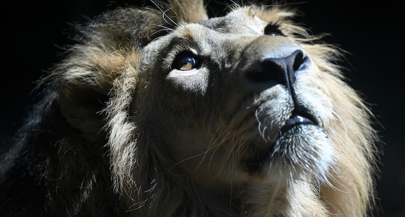Un leone allo zoo di Francoforte sul Meno, Germania 
(Arne Dedert/dpa/ansa)