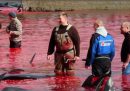 Alle isole Faroe quest'anno saranno uccisi meno delfini