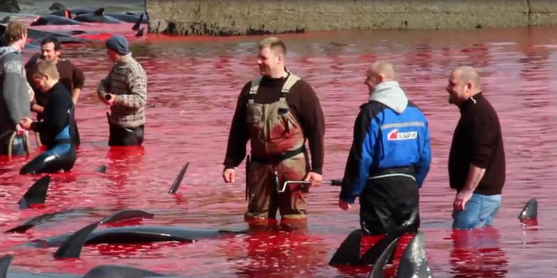 Un momento della caccia tradizionale di cetacei delle isole Faroe fotografato nel 2015 dall'associazione animalista Sea Shepherd (ANSA/seashepherdglobal)