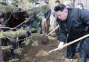 In Corea del Nord gli alberi sono una cosa seria