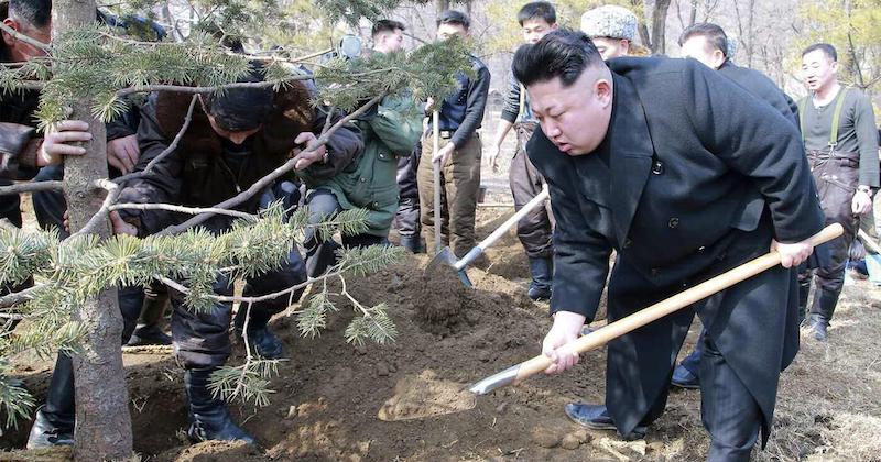In North Korea, trees are serious business
