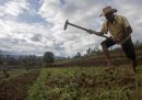 La crisi economica dello Sri Lanka non è dovuta ai fertilizzanti