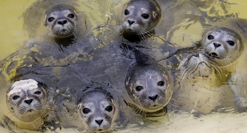 Foche in un centro per foche di Friedrichskoog, Germania
(Christian Charisius/dpa via AP)