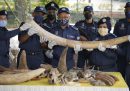 In Malesia sono state sequestrate ossa di animali selvatici africani, tra cui specie a rischio di estinzione, per un valore di circa 18 milioni di euro